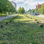 Чтобы вы хотели видеть на месте лип, после окончания работ по замене теплотрассы?