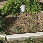 Участились случаи воровства придомовых растений
