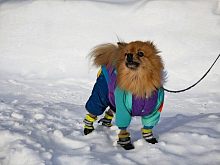Небольшая фотовыставка очаровательных собачек в Беличьем парке