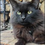 Потерялся кот
