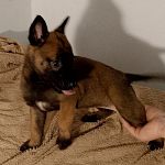 Щенки малинуа бельгийская овчарка