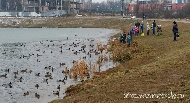 Уточки на новом озере