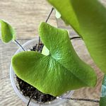 Хемионитис арифолия (Hemionitis arifolia)  — Краснознаменск