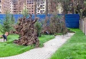Упало дерево в ЖК Космическая гавань, сухостой, мё