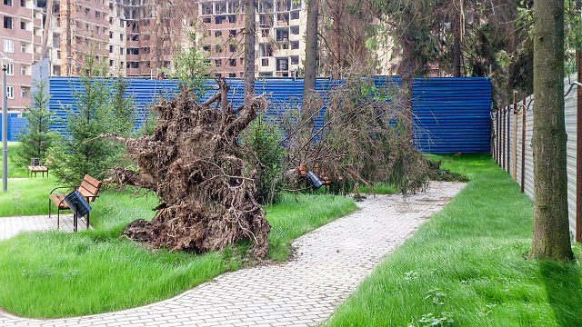 Упало дерево в ЖК Космическая гавань, сухостой, мё