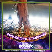 Фиш-пилинг в ПОДАРОК, при покупке абонемента в соляную пещеру! Только в феврале!