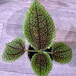 Пилея Moon Valley