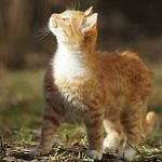 Братья наши меньшие на улицах Краснознаменска