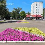 Яркая красота городских клумб
