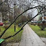 Около Созвездия над тротуаром наклонилось дерево