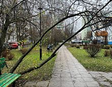 Около Созвездия над тротуаром наклонилось дерево