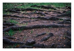 Я теряю корниДень | осень 25Парк Беличий