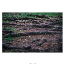 Я теряю корниДень | осень 25Парк Беличий