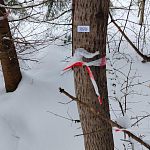 Проект парка на лыжне уже готов раз деревья помечают на выпил?