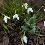 Подснежники в городе