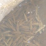 Там где лёд сошёл, дно усеяно большим количеством мёртвого окуня