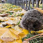 Милые обитатели краснознаменских улиц