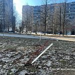 Как кустарники на ул.Победы пережили зиму, и порадуют ли нас своей зеленью в этом году?