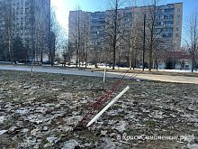 Как кустарники на ул.Победы пережили зиму, и порадуют ли нас своей зеленью в этом году?