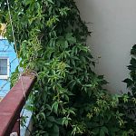 Климат меняется, джунгли начинаются 
