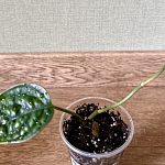 Эпипремнум «Марбл Планет» — Краснознаменск