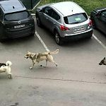 Актуальна ли сегодня в городе проблема бездомных собак? 