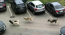 Актуальна ли сегодня в городе проблема бездомных собак? 