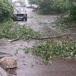 Во время стихии в городе пострадали деревья