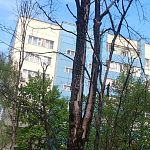 Сухостой на ул. Генерала Квасникова