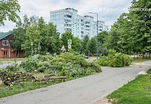 Вырубка деревьев на ул. Победы 