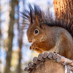 Зимующих в краснознаменских парках белочек вам