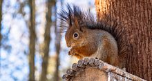Зимующих в краснознаменских парках белочек вам