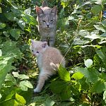 Котёнок в добрые руки.