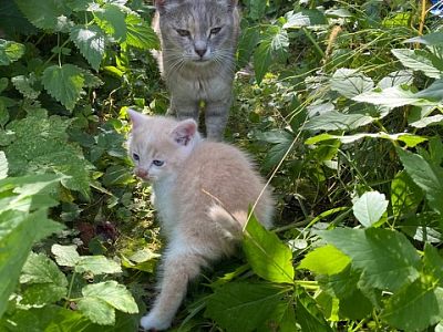 Котёнок в добрые руки.