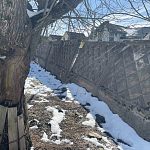 Супер дерево держит бетонный забор