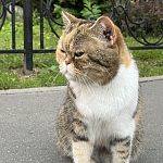 Кот