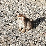Хорошенький котик мальчик. 