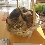 Потерялась кошка