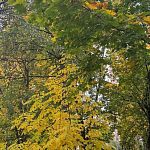 Золотая Осень — Краснознаменск