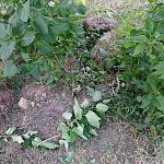 Когда уже в городе прекратят варварски уничтожать деревья, кустарники?