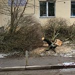В нашем городе снова вырубили деревья, около здания администрации, где въезд во дворы!