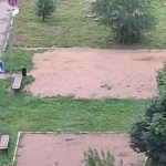 Вырубают деревья под площадки