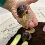 Ахатинские улитки