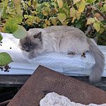 Найдена кошка Краснознаменск/Сидоровское