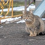 Шерстяные краснознаменцы на улицах города