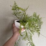 Папоротник кружевной — Краснознаменск