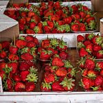 Где, по вашему мнению, можно приобрести самые лучшие ягоды по соотношению цена-качество?