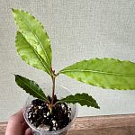 Лавр благородный (Laurus nobilis) — Краснознаменск