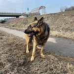 НАЙДЕНА НЕМЕЦКАЯ ОВЧАРКА НА МИНСКОМ ШОССЕ 