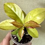 Переския шиповатая (Pereskia aculeata) — Краснознаменск